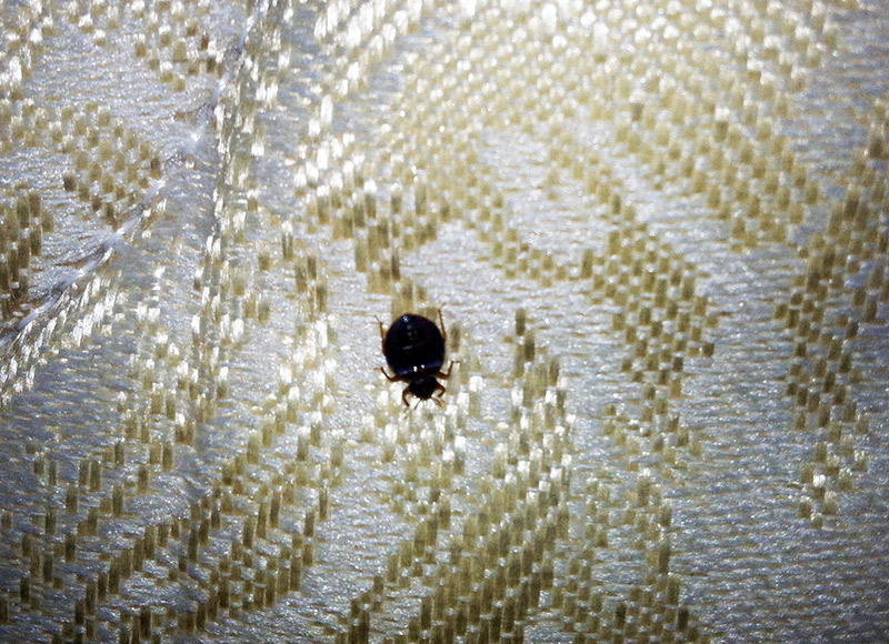 Bed bug removal Alpha Pest Control
