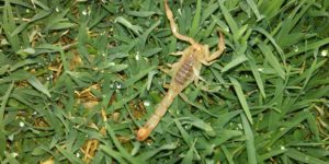 Scorpions Alpha Pest Control