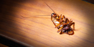 Dead cockroach Alpha Pest Control