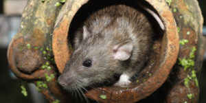 Rat Alpha Pest Control