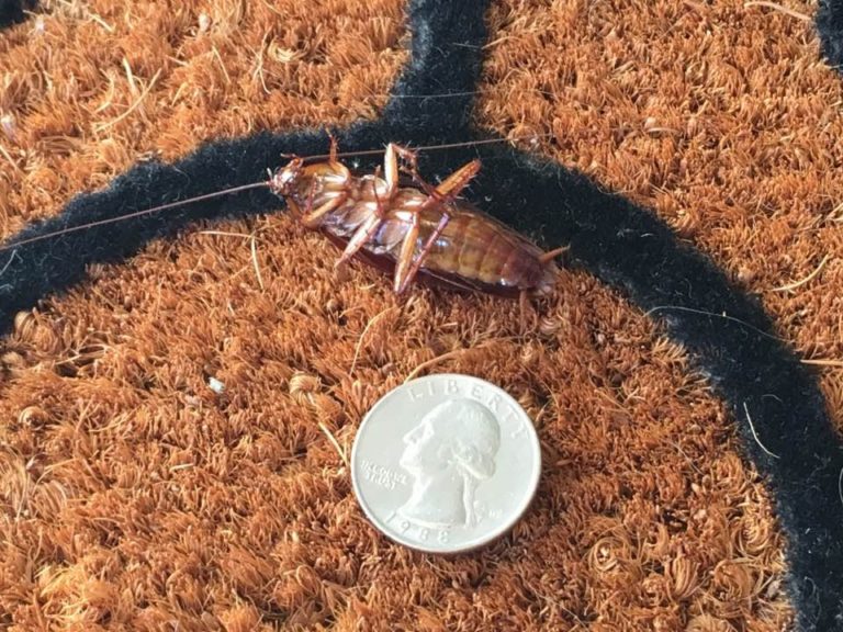 Do cockroaches come up from the drain? Alpha Pest Control