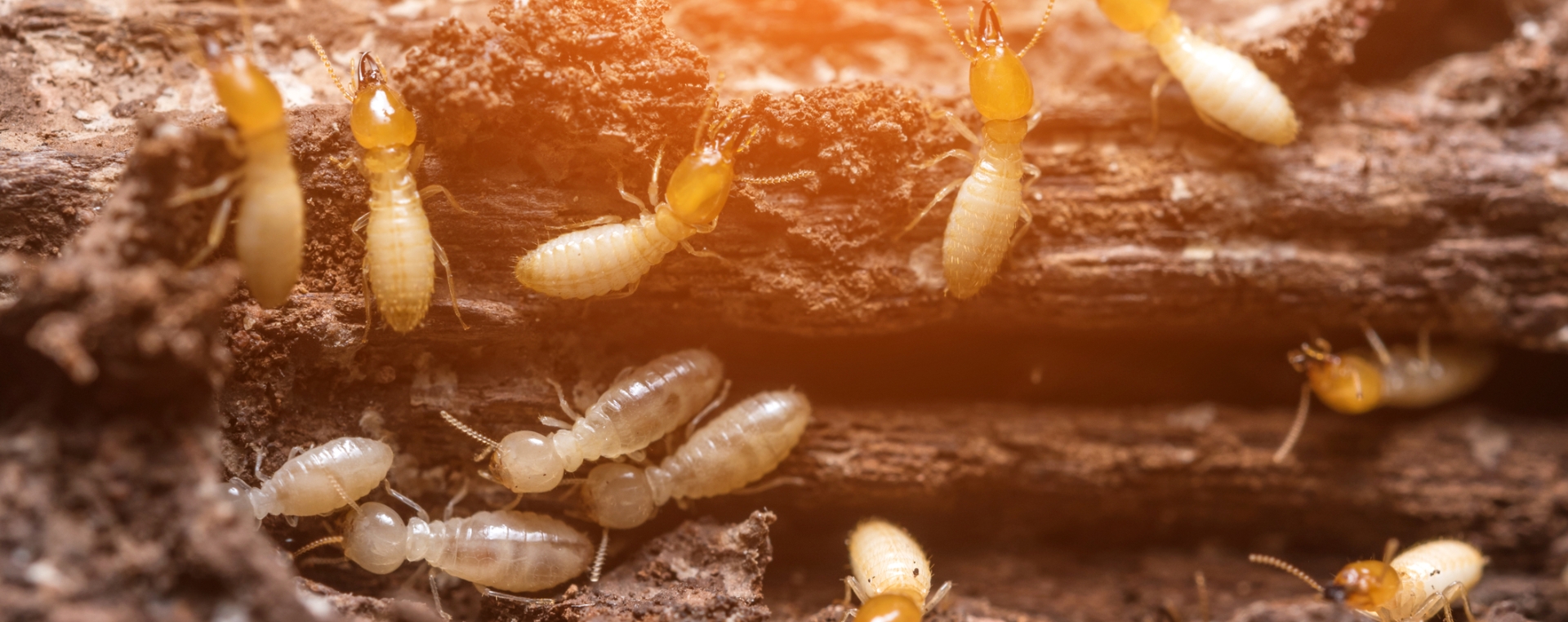 Termites Alpha Pest Control