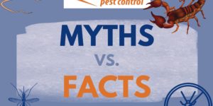 Alpha Pest control myths vs facts scorpion and rodent graphic