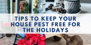 pest control tips to keep your house pest free for the holidays