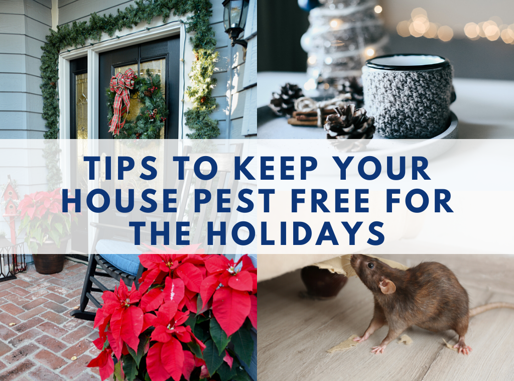 pest control tips to keep your house pest free for the holidays