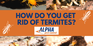 Photo of termite damage in a home with Alpha Pest Control logo