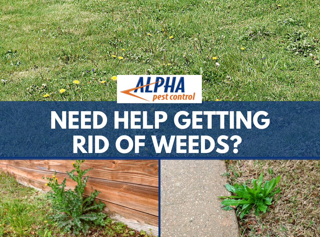 graphic showing weeds in yards with Alpha Pest Control logo
