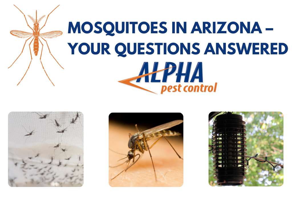 Mosquito Control - Protect your Family and Pets | Alpha Pest Control