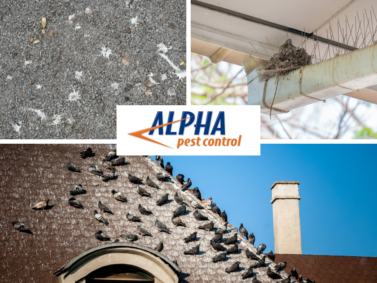 Alpha Pest Control graphic showing pigeons