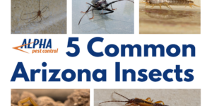 photo showing Arizona insects, scorpion, earwig, spider, silverfish and Palo Verde beetle