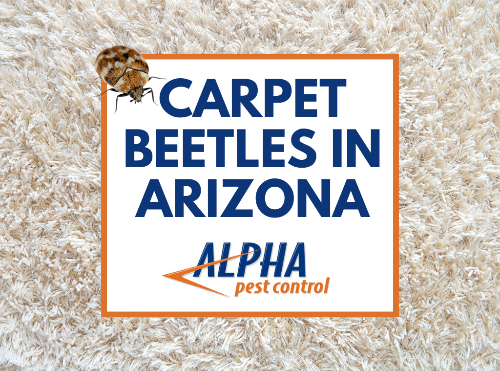 carpet beetle graphic