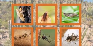 Arizona desert background with photos of summer bugs