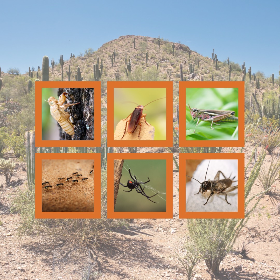 Arizona bugs like summer more than you do | Alpha Pest Control