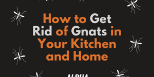 how to get rid of gnats in your kitchen and home