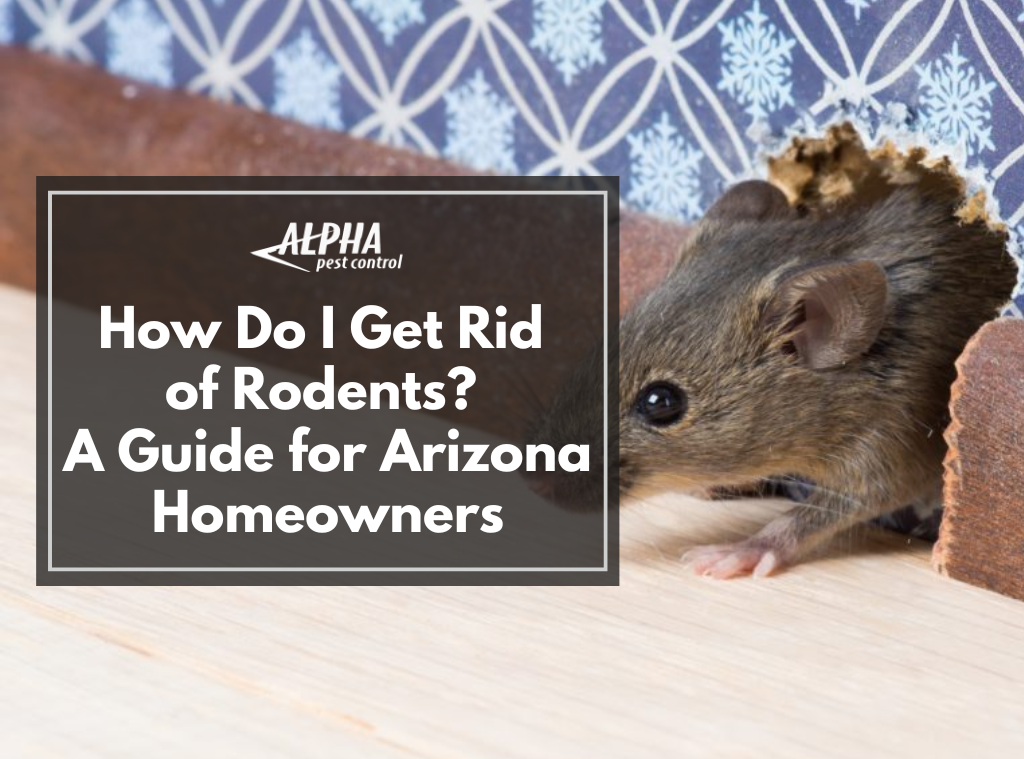 how to get rid of rodents in arizona