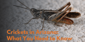 crickets in arizona