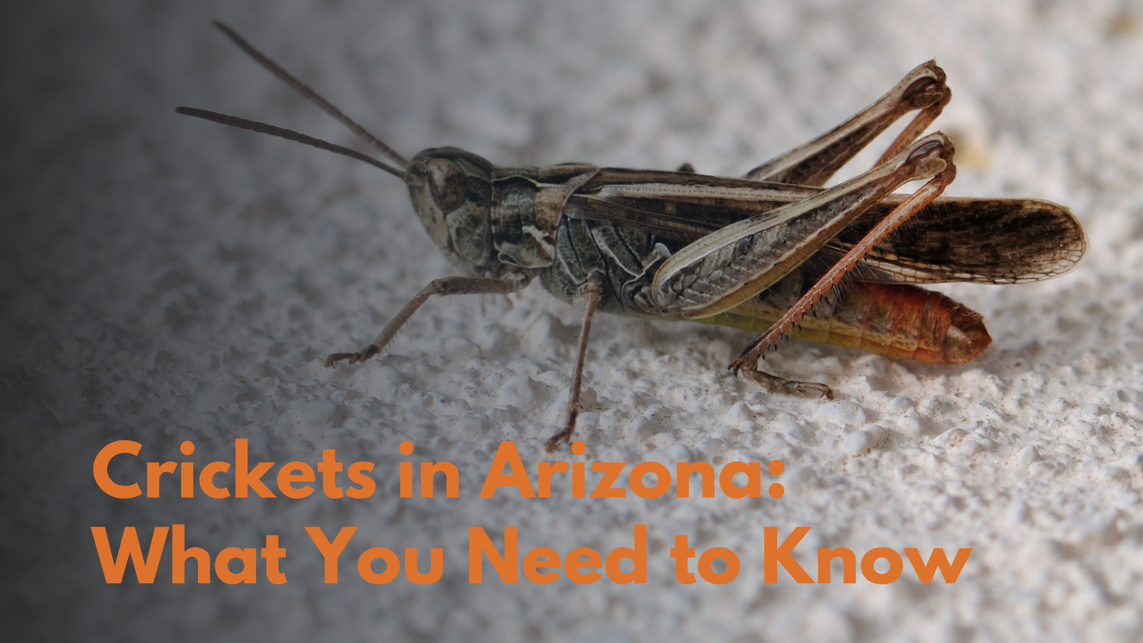 crickets in arizona