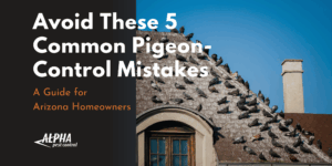 pigeon-control mistakes blog from alpha pest control