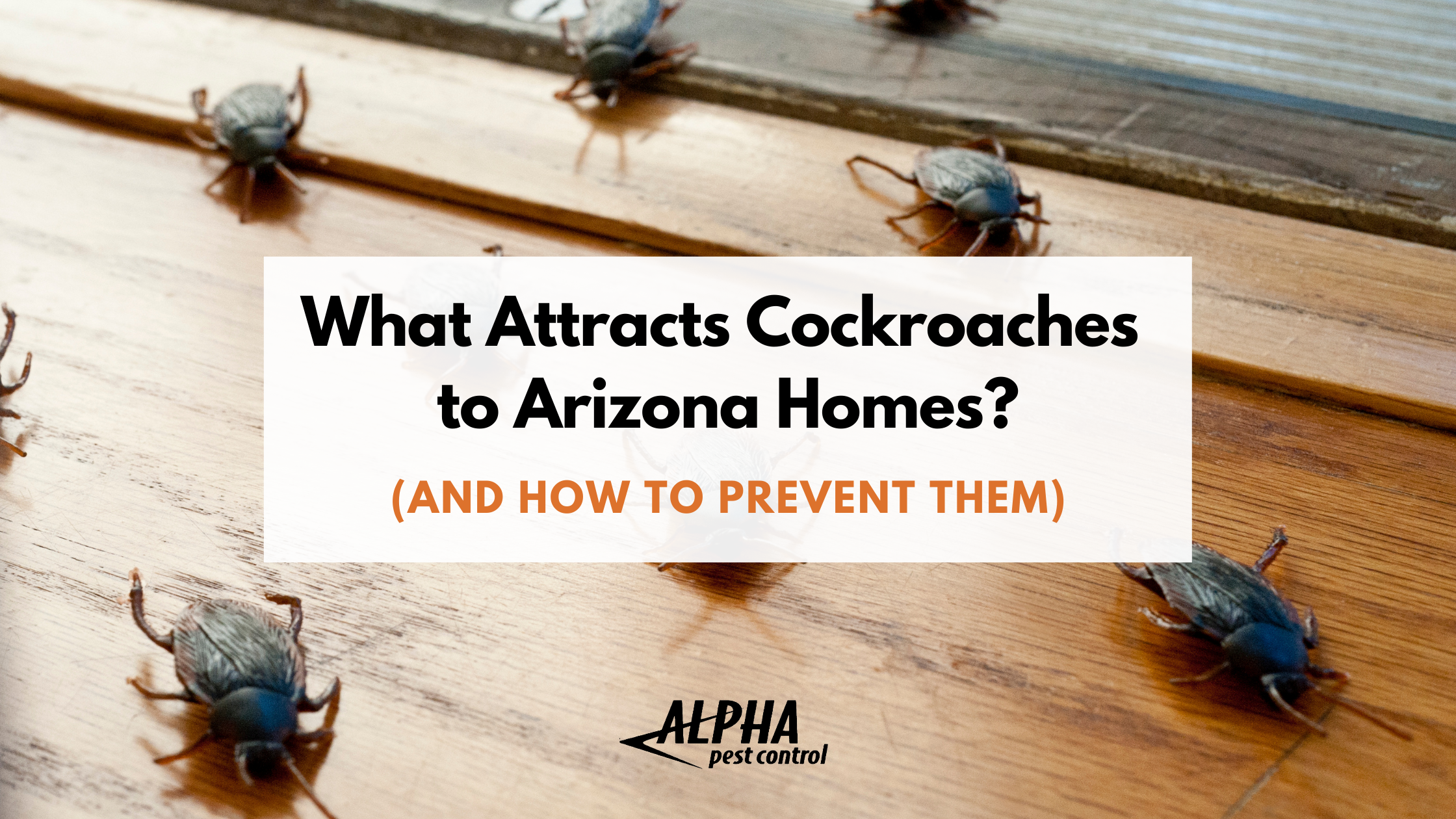 what attracts cockroaches to Arizona homes
