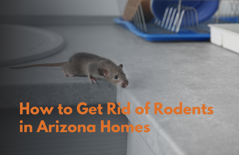 How to Get Rid of Rodents in Arizona Homes