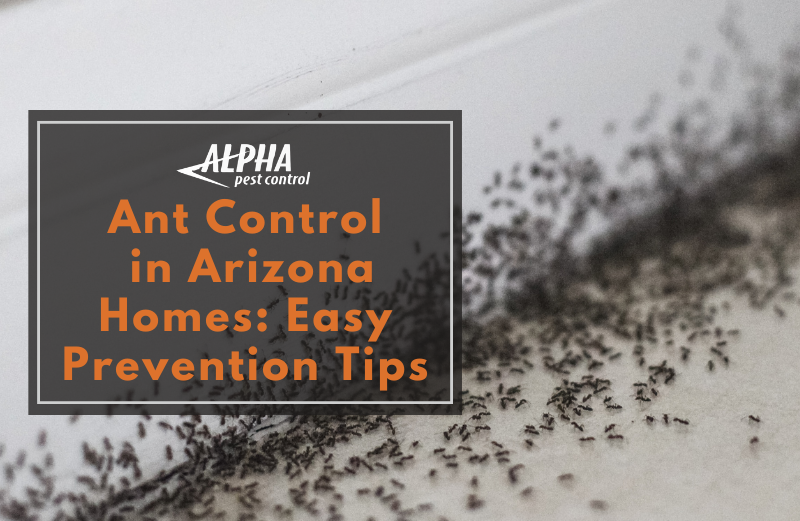 ants in arizona homes and how to prevent ants in arizona homes