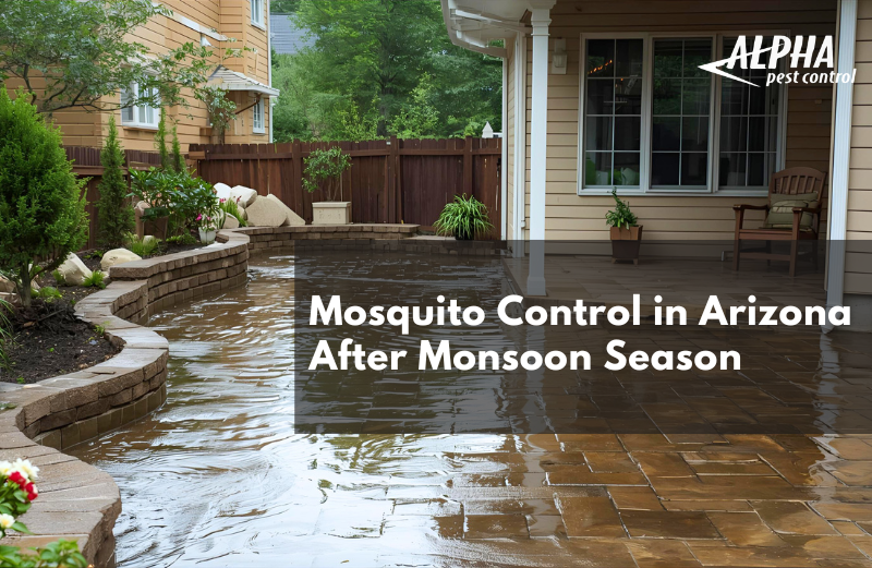 Tempe backyard standing water after monsoon