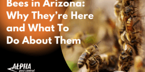 bees in arizona and what to do about them