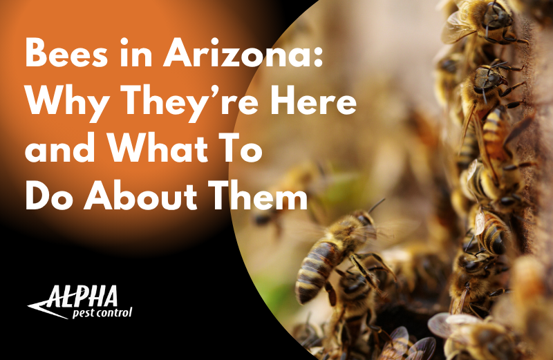 bees in arizona and what to do about them