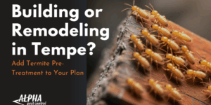 tempe termite pre-treatment