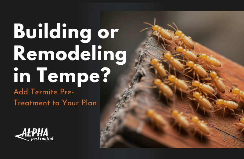 tempe termite pre-treatment