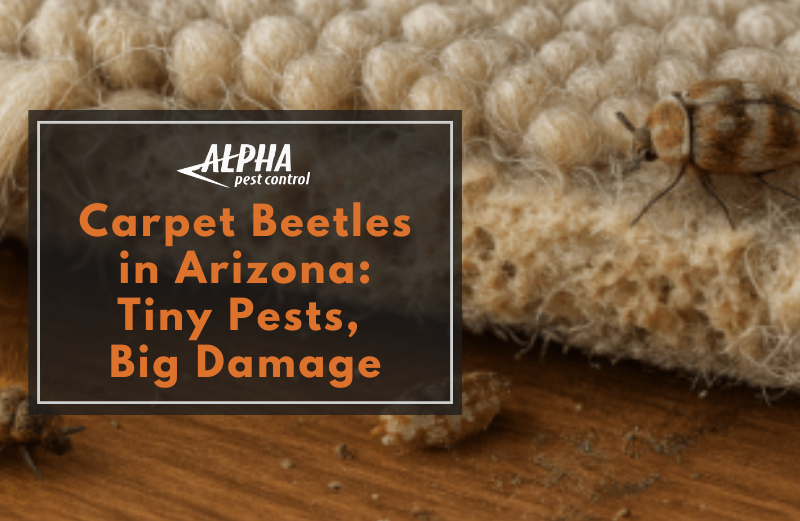 how to spot and get rid of carpet beetles in arizona