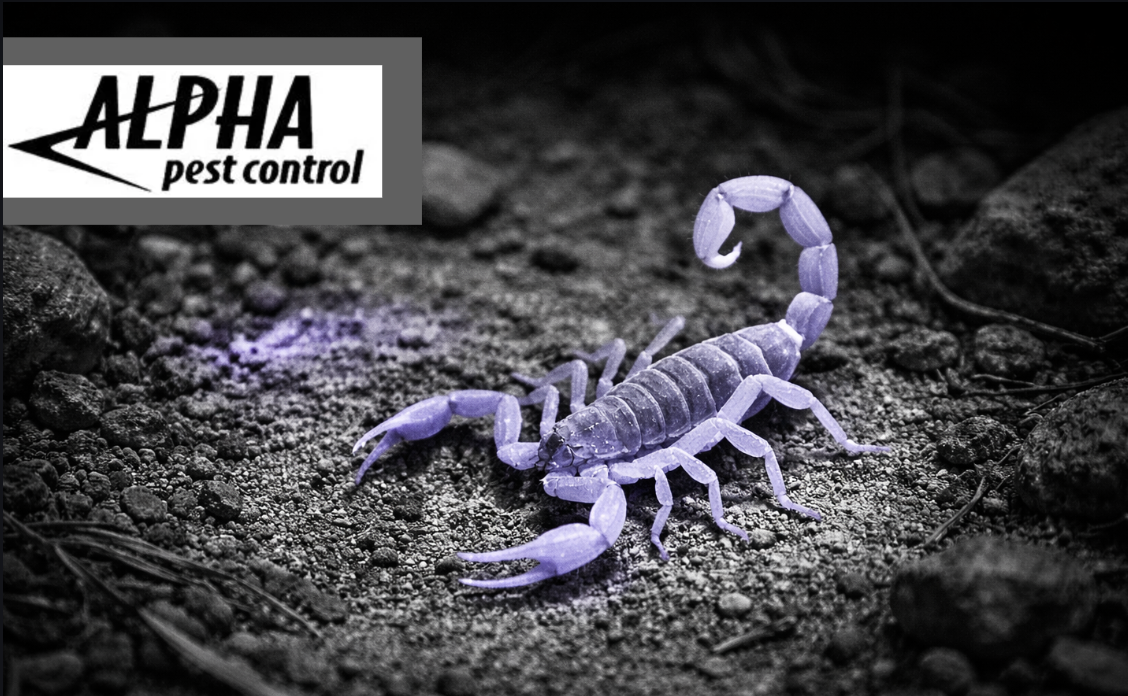 scorpion pest control treatment in Tempe AZ