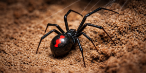 How to get rid of black widow spiders in Phoenix — female with red hourglass marking