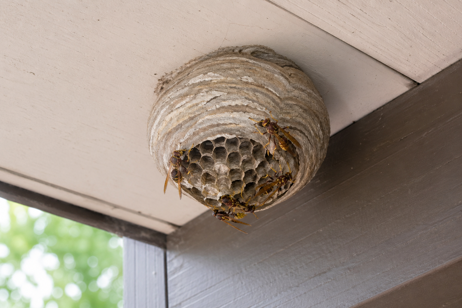 How to get rid of wasps in Phoenix — paper wasp nest under patio cover